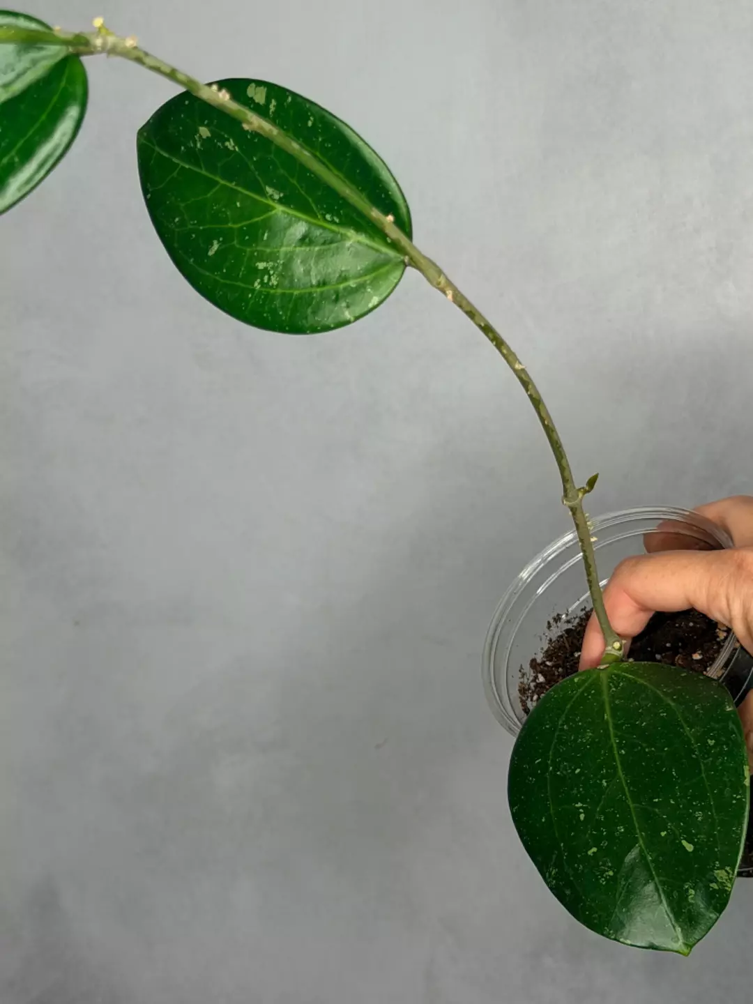 Hoya sp. Khun Tan thumbnail