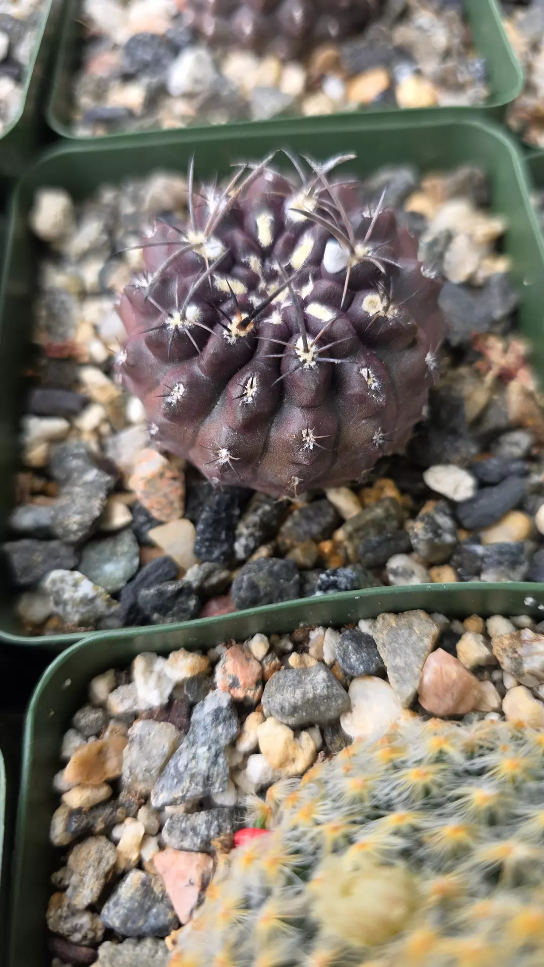 Eriosyce setosiflora thumbnail