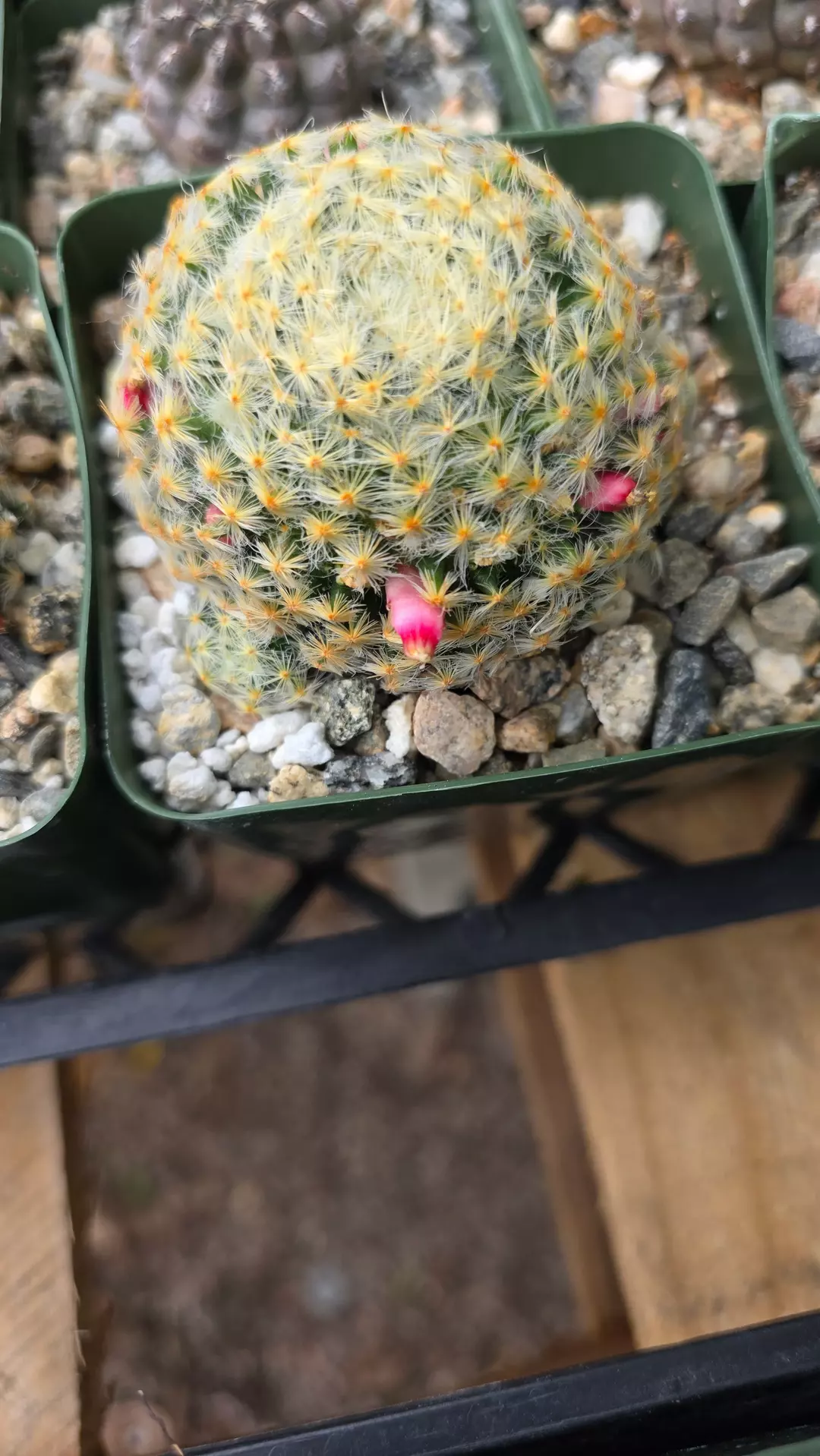 Mammillaria schiediana thumbnail
