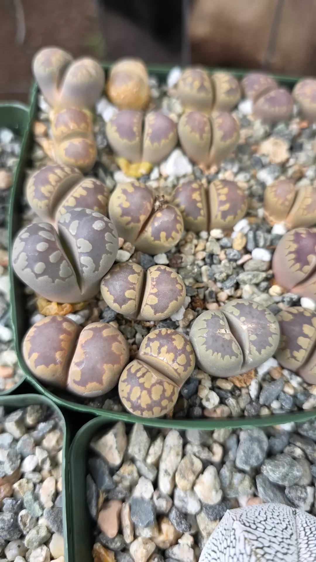 Lithops otenziana thumbnail