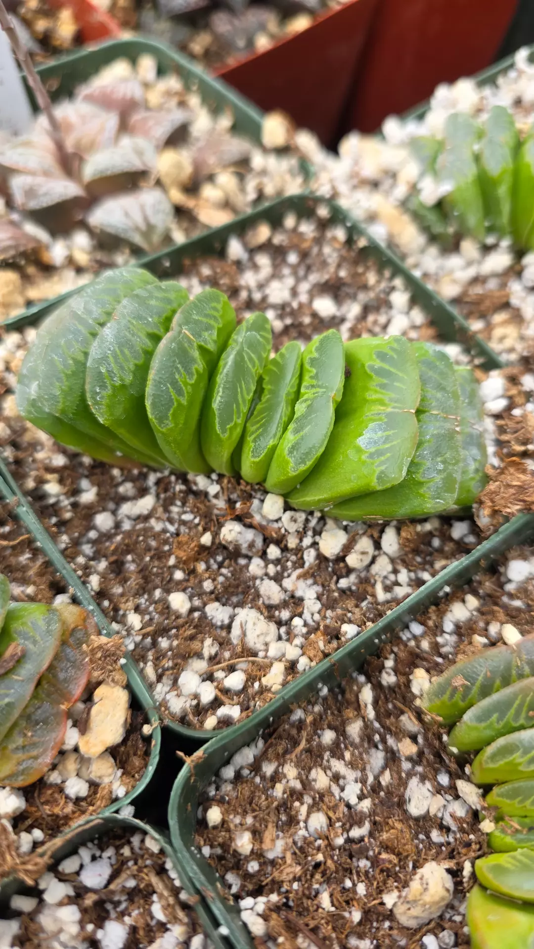Haworthia Lime Green thumbnail