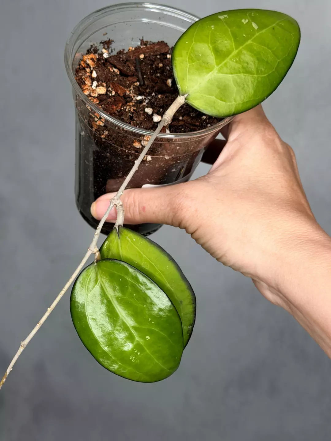 Hoya sp. KSB-01 thumbnail