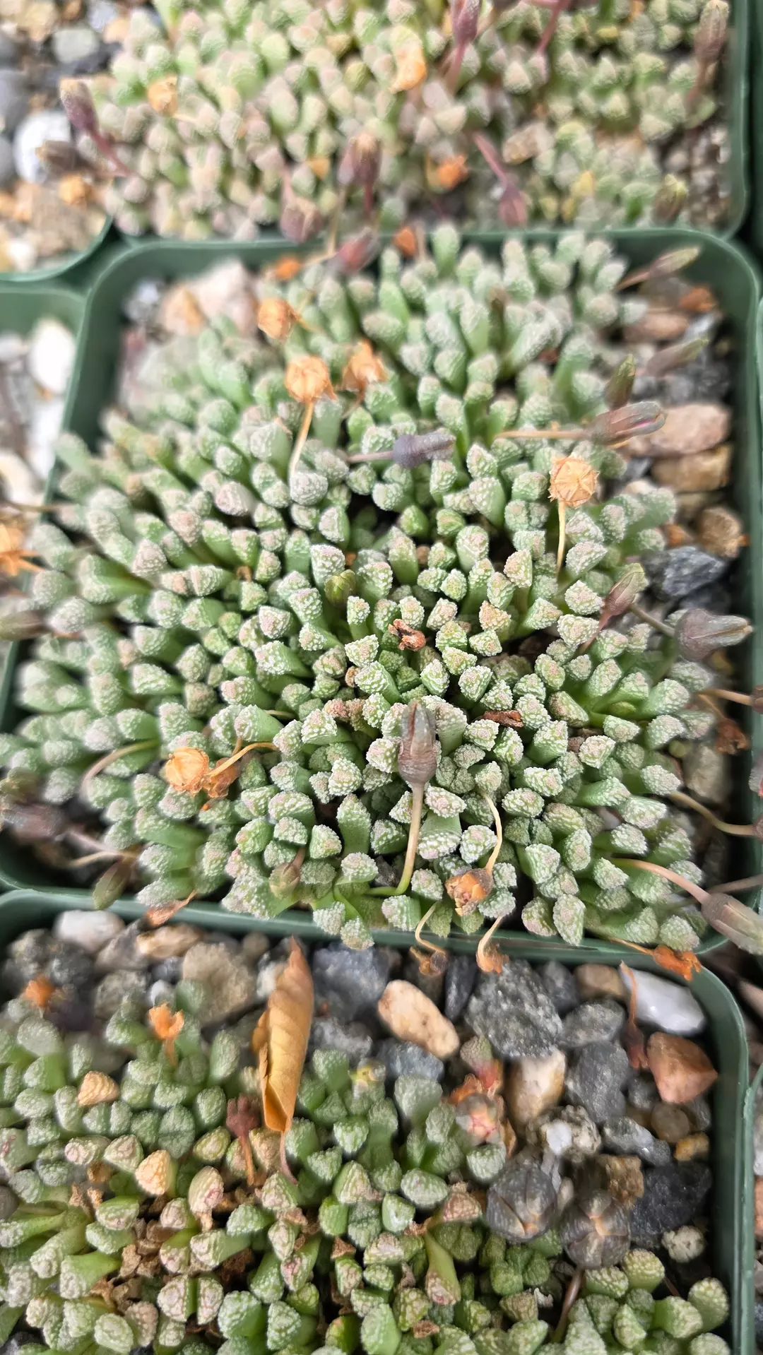 Neohenricia sibbetii thumbnail