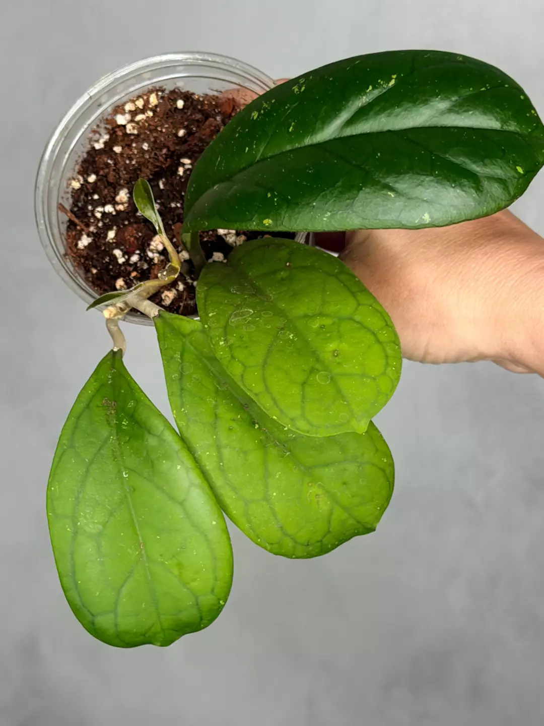Hoya 'Viola' thumbnail