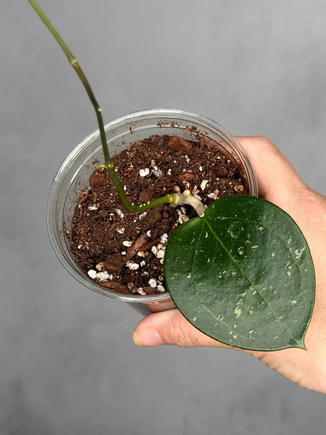 Hoya verticillata (heart-shaped, splash) thumbnail