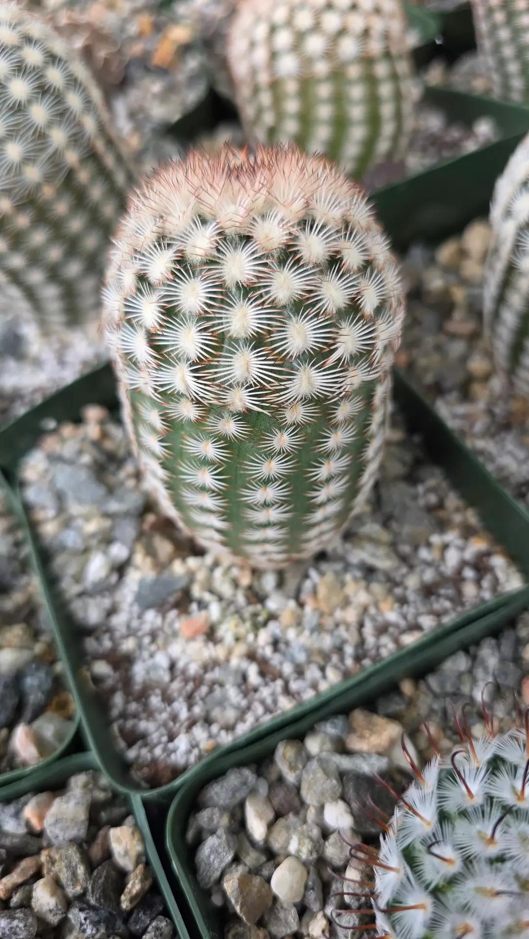 Echinocereus reichenbachii minor thumbnail