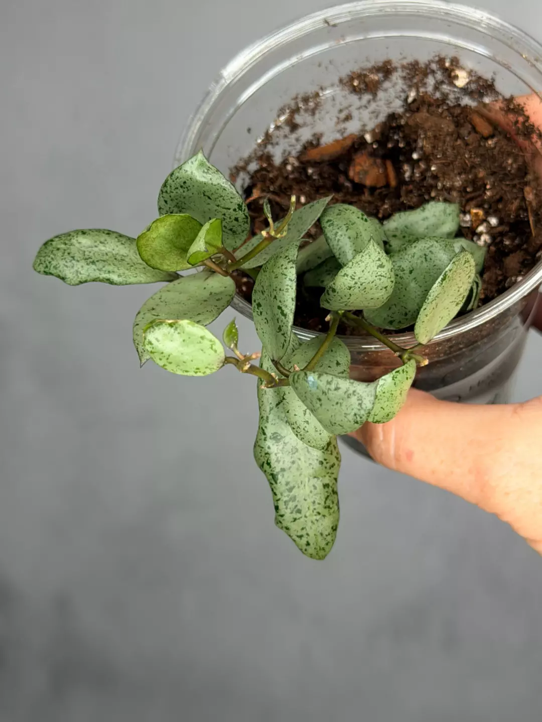 Hoya lacunosa 'Mint Coin' thumbnail