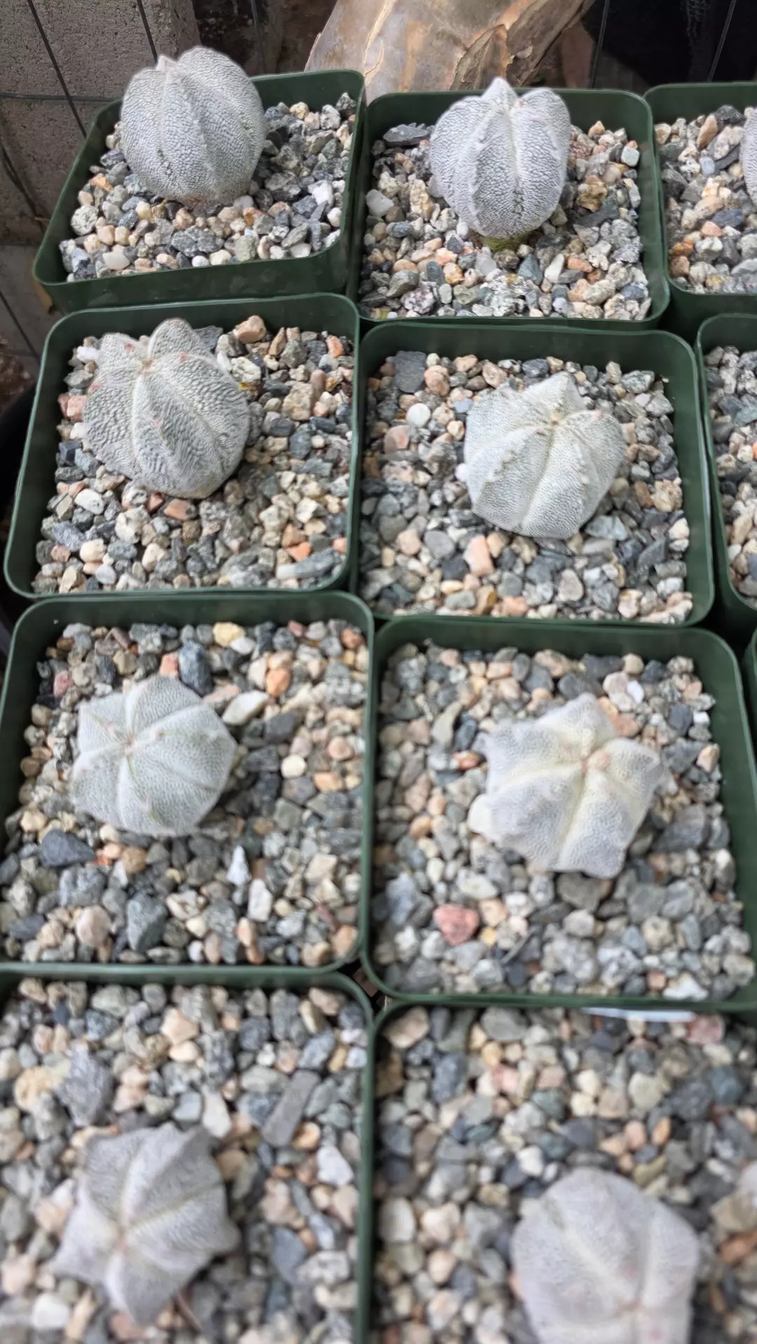 Astrophytum Onzuka thumbnail