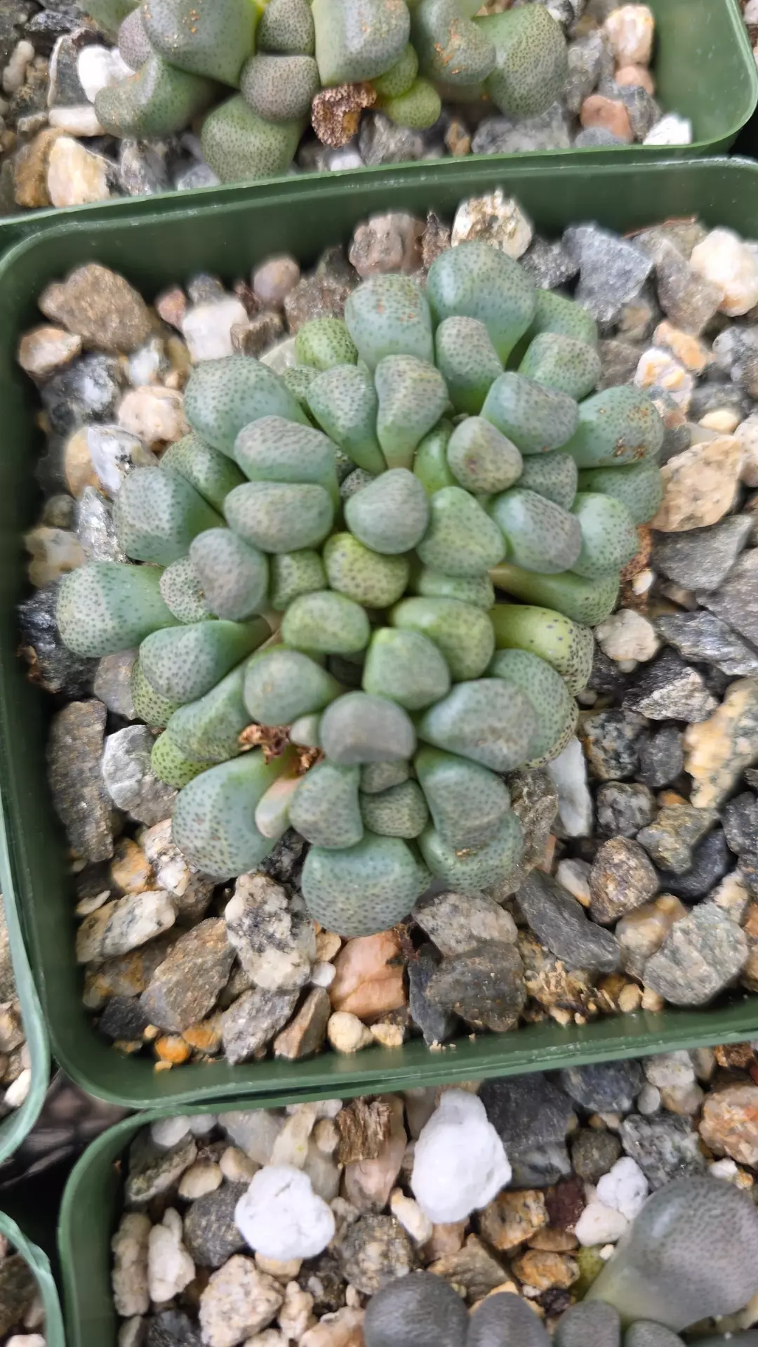 Aloinopsis schooneesii thumbnail