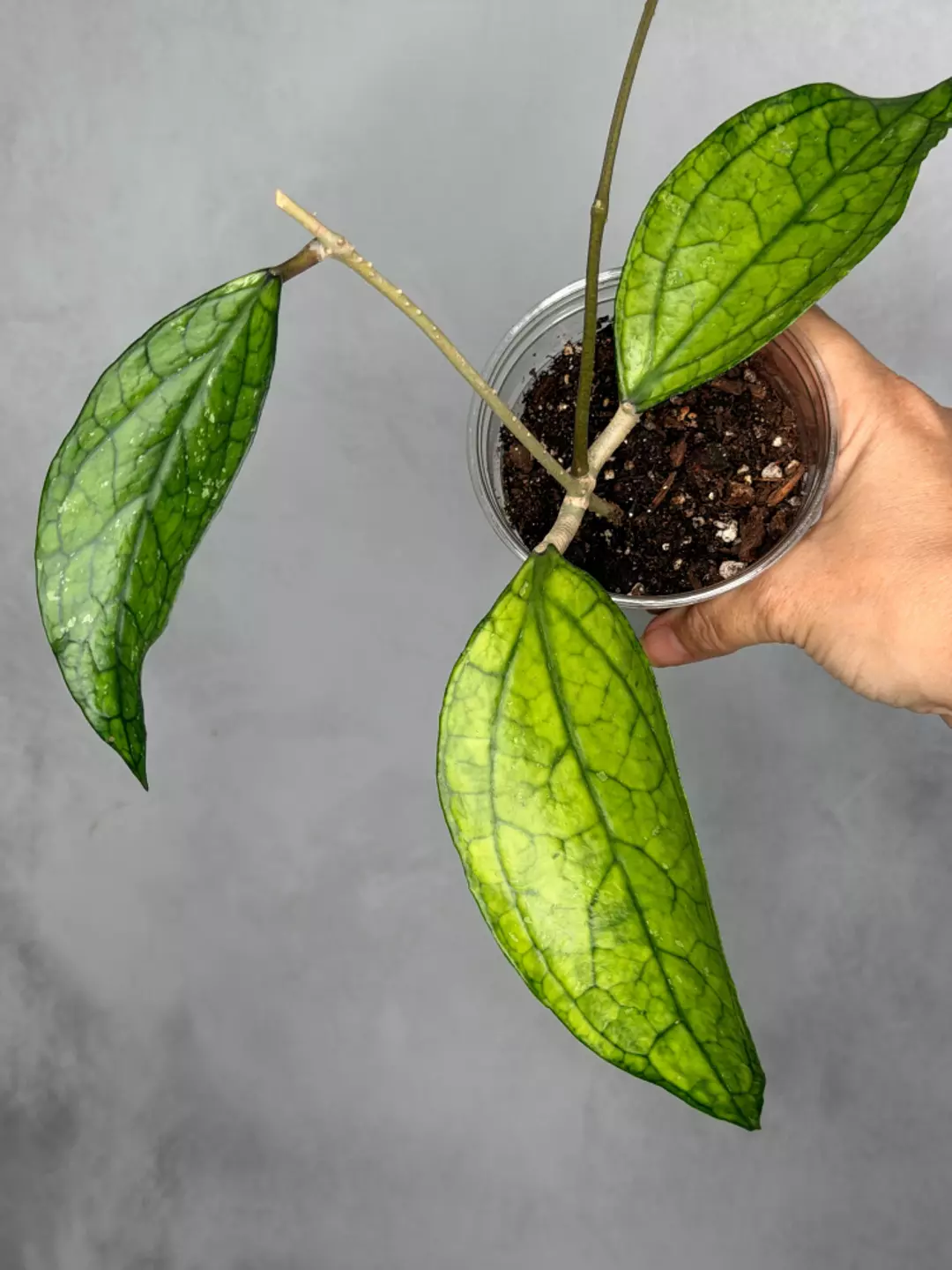 Hoya sp. Germany thumbnail