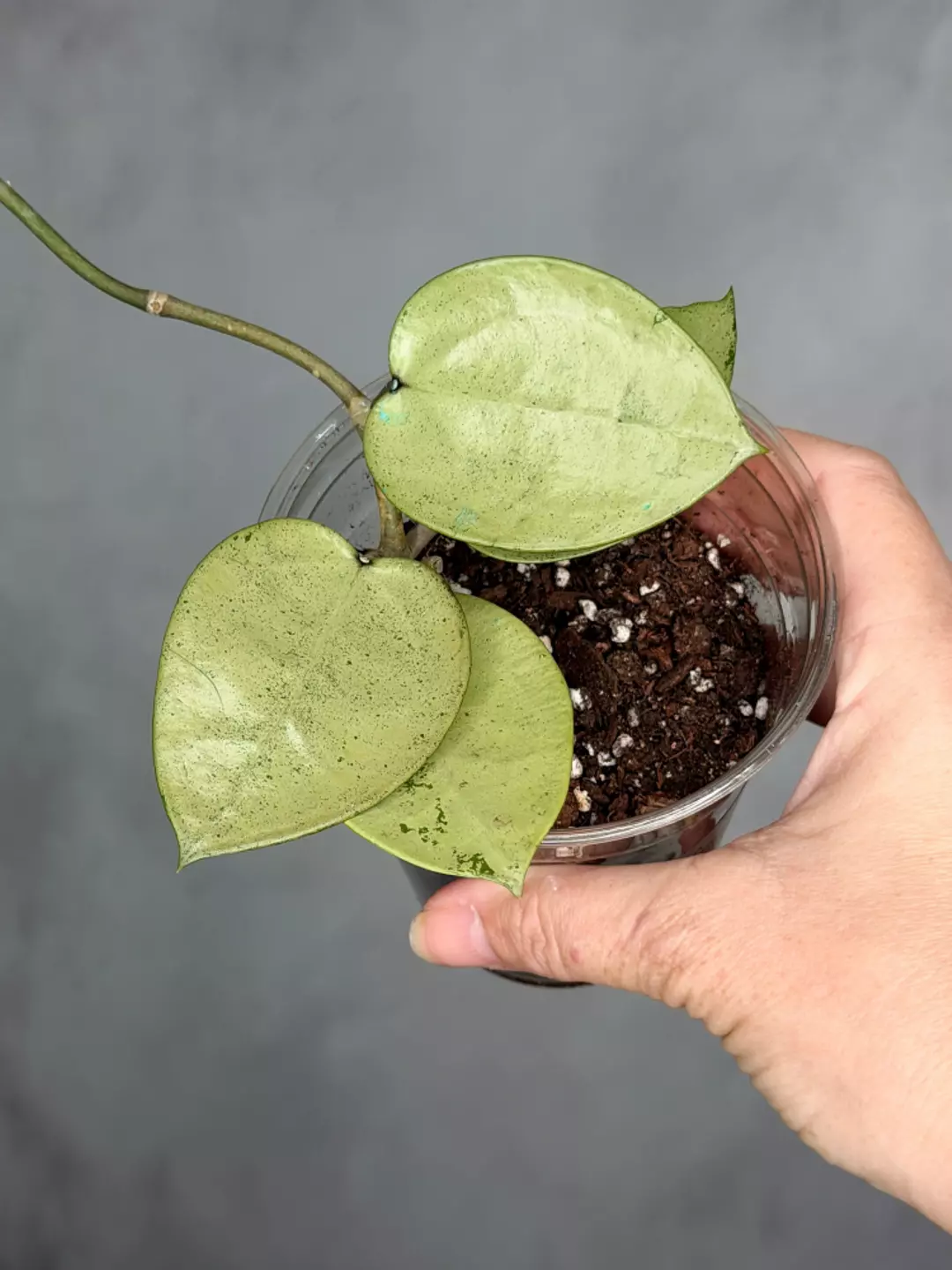Hoya verticillata (heart shaped, sliver) thumbnail