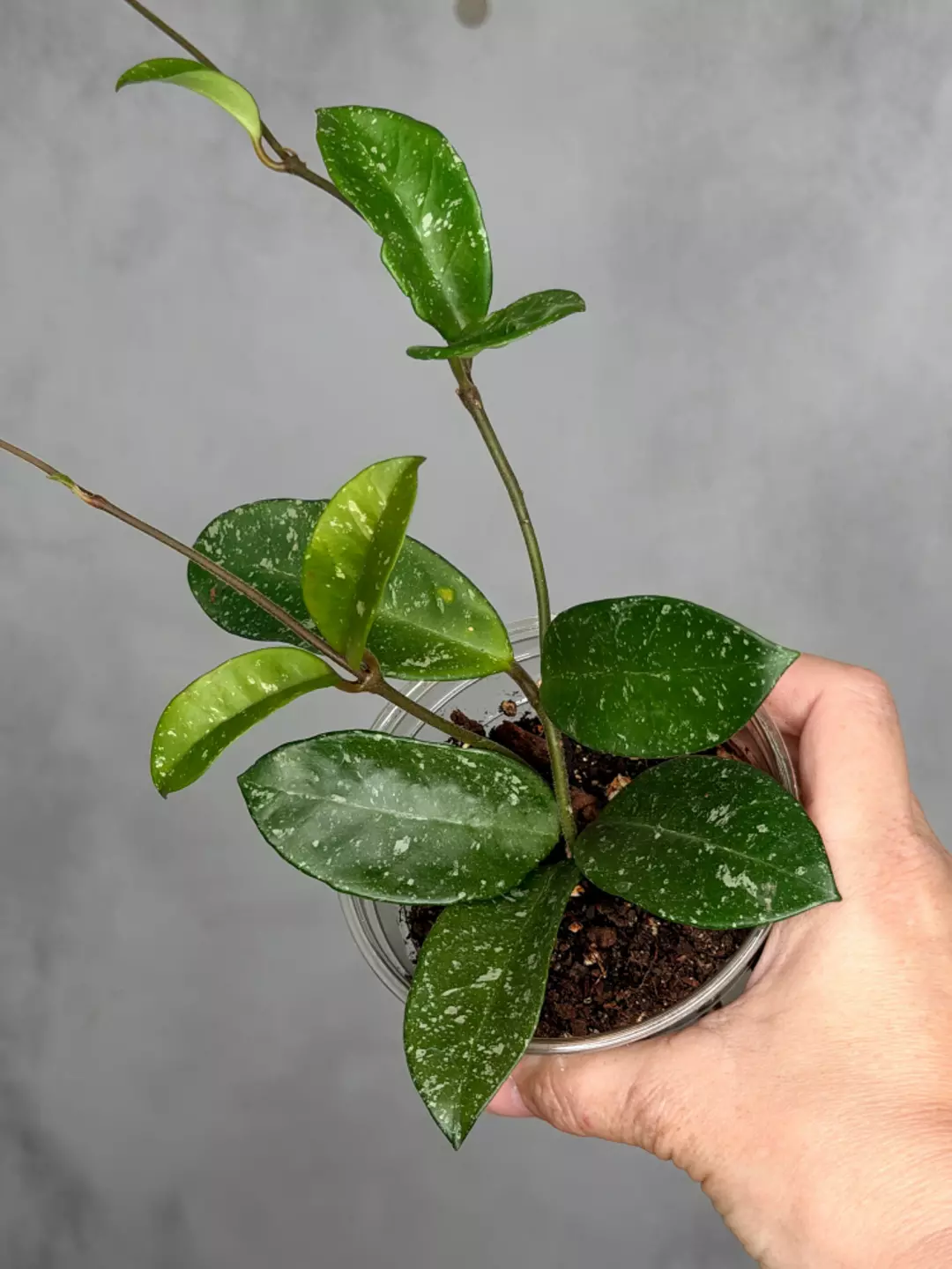 Hoya 'Heidi' thumbnail