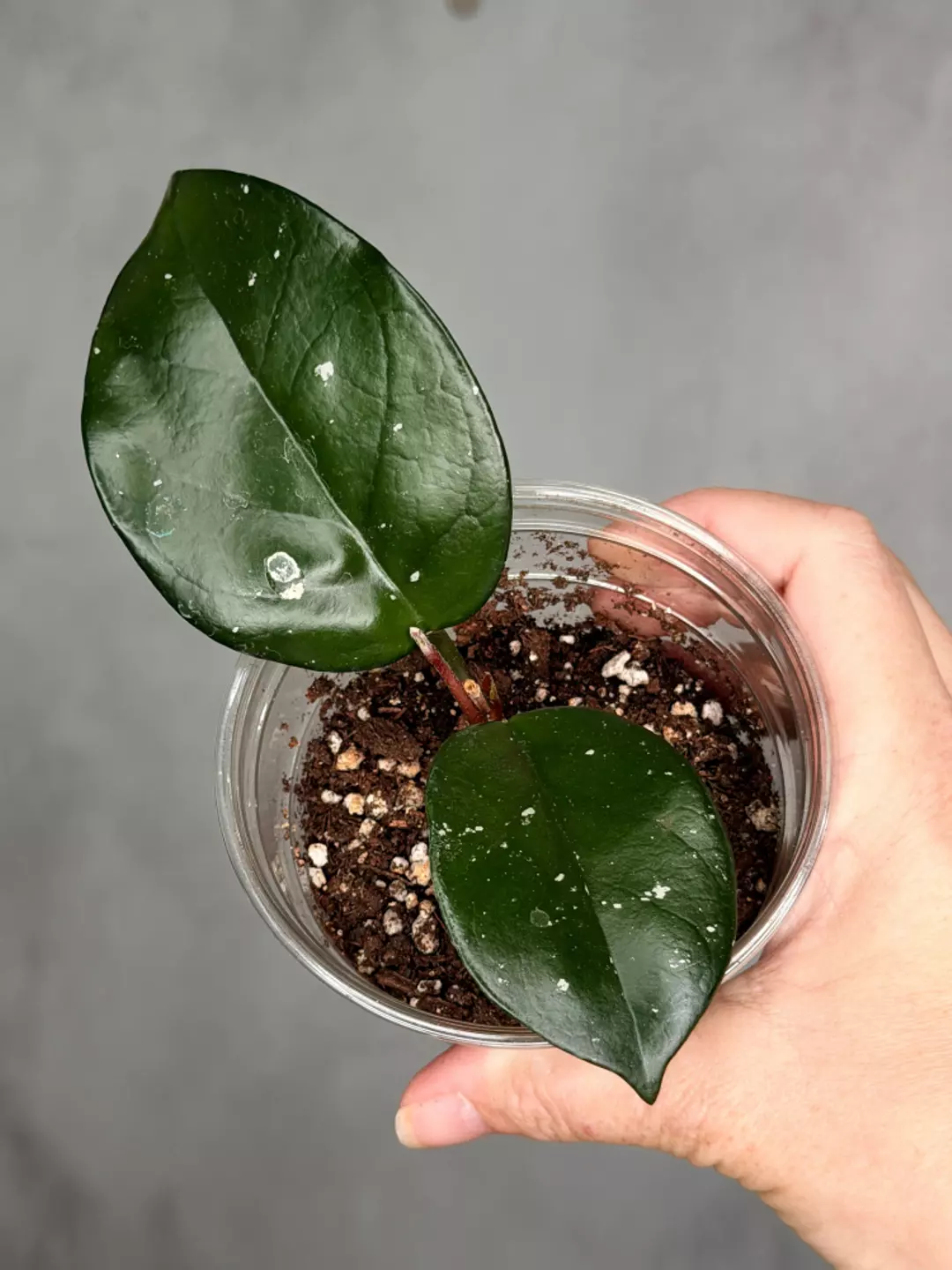 Hoya fungii x pubicalyx RHP' thumbnail