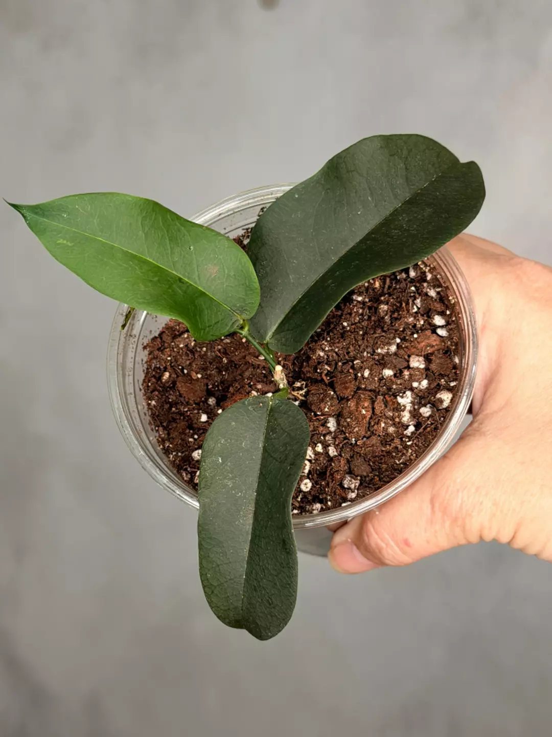 Hoya apoda thumbnail