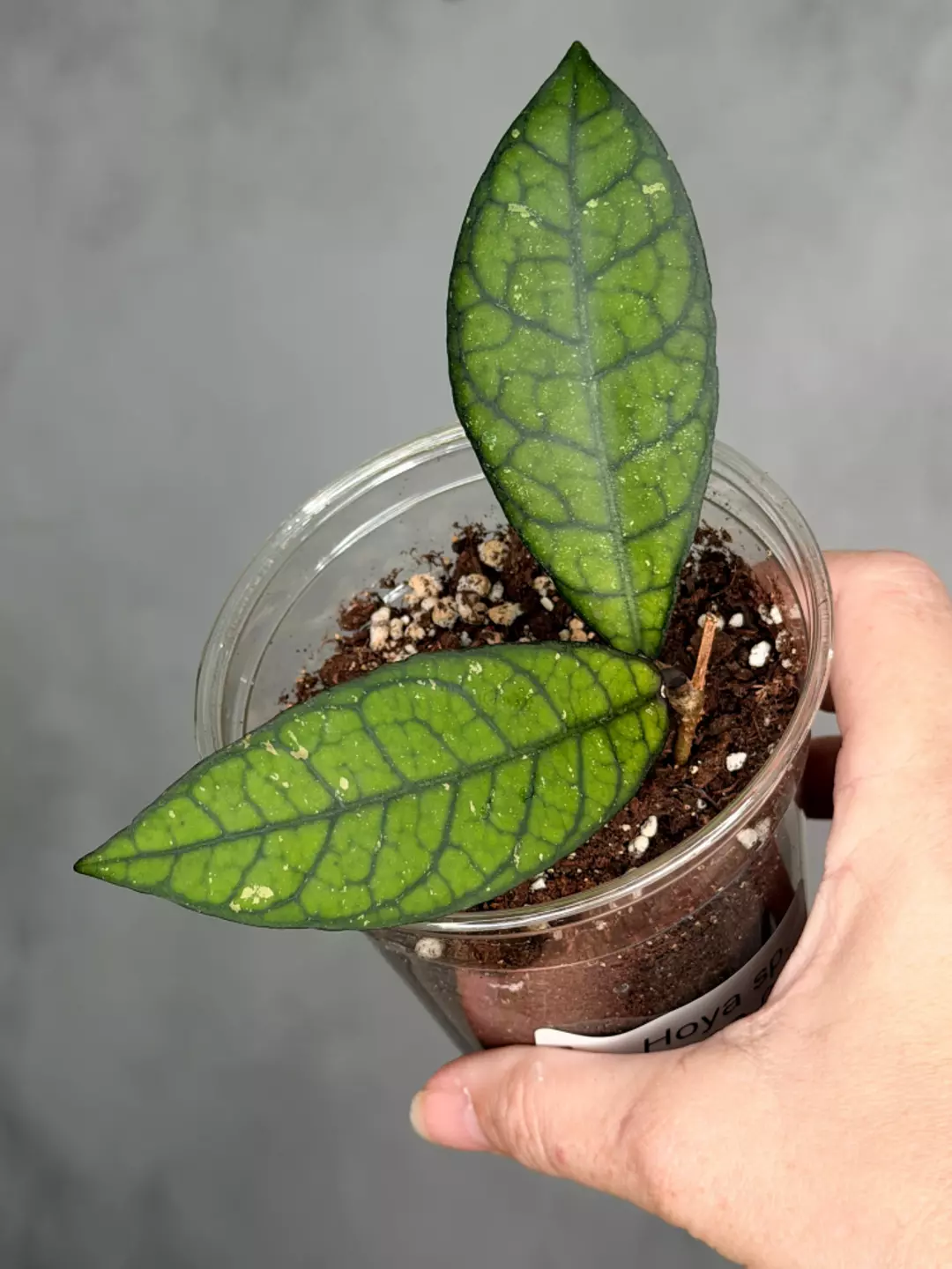 Hoya sp. SS20-01 thumbnail
