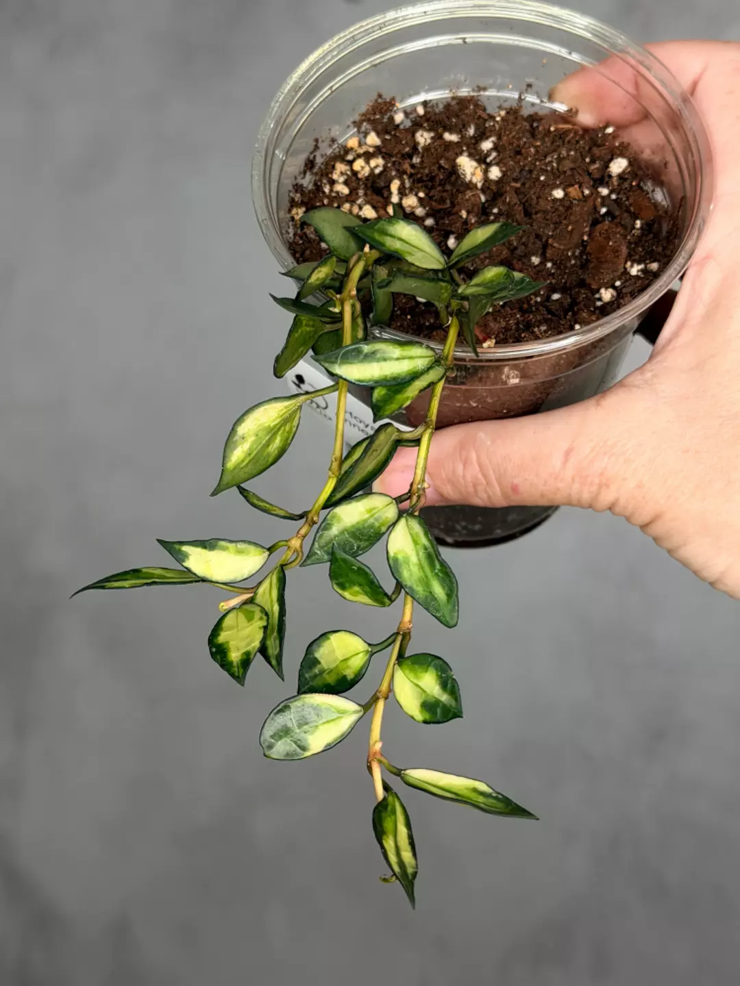 Hoya lacunosa (inner variegated) thumbnail