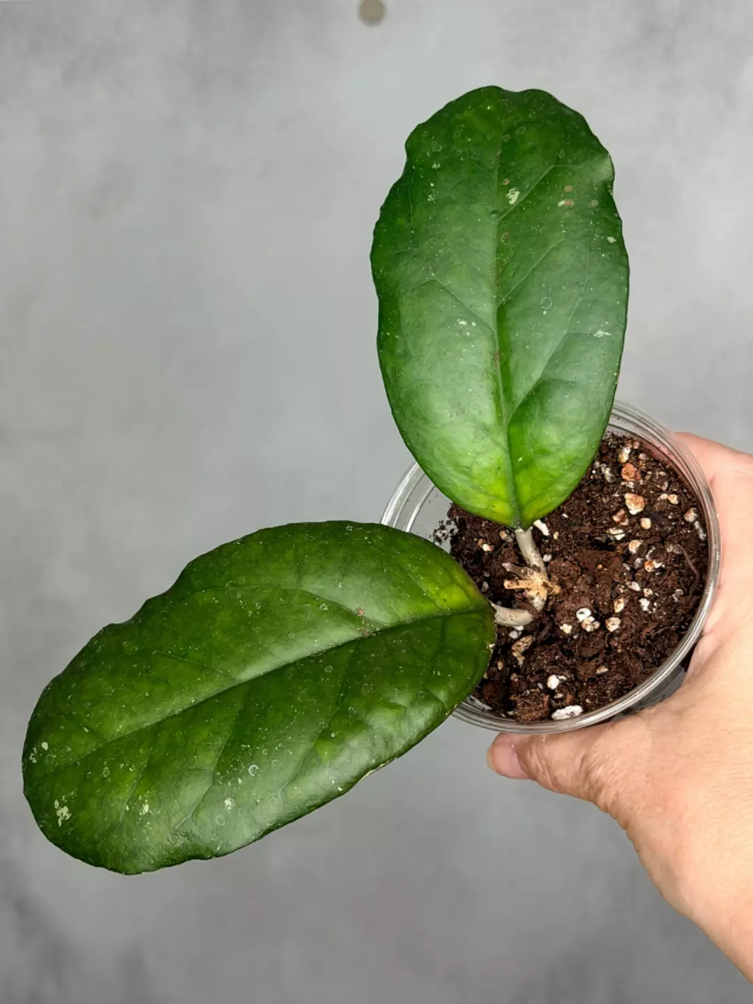 Hoya sp. EpC 1018 (red corollaa0 thumbnail
