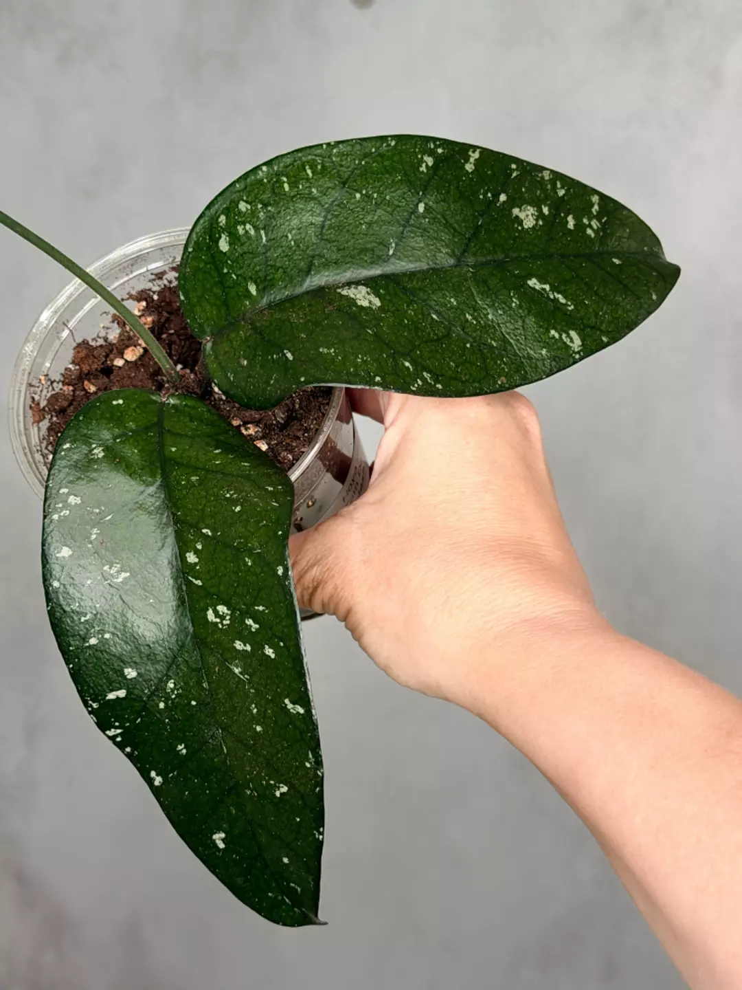 Hoya sp. Tam Dao (splash) thumbnail