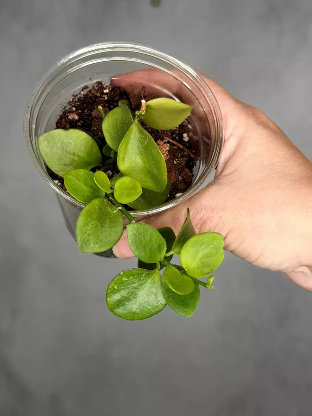 Hoya biakensis thumbnail