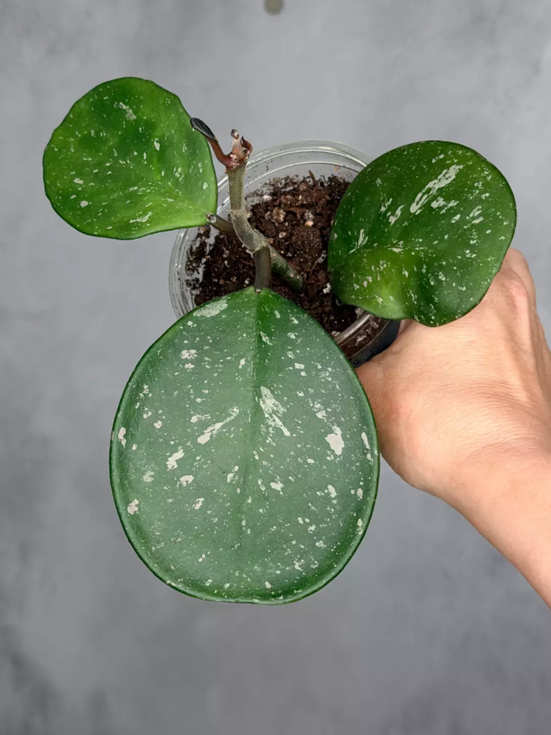 Hoya obovata (splash) thumbnail