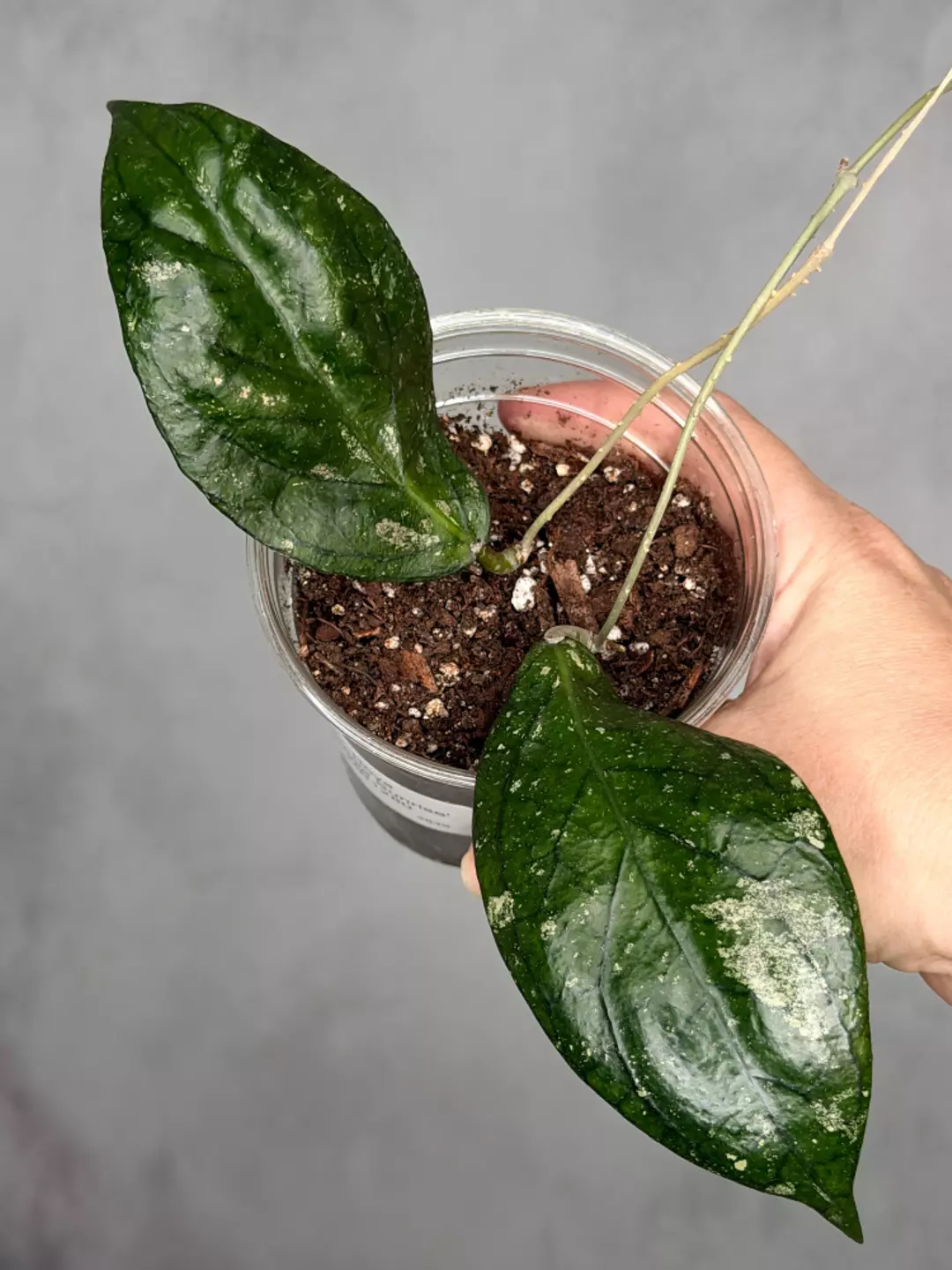 Hoya 'Tequila Sunrise' MB1280 thumbnail