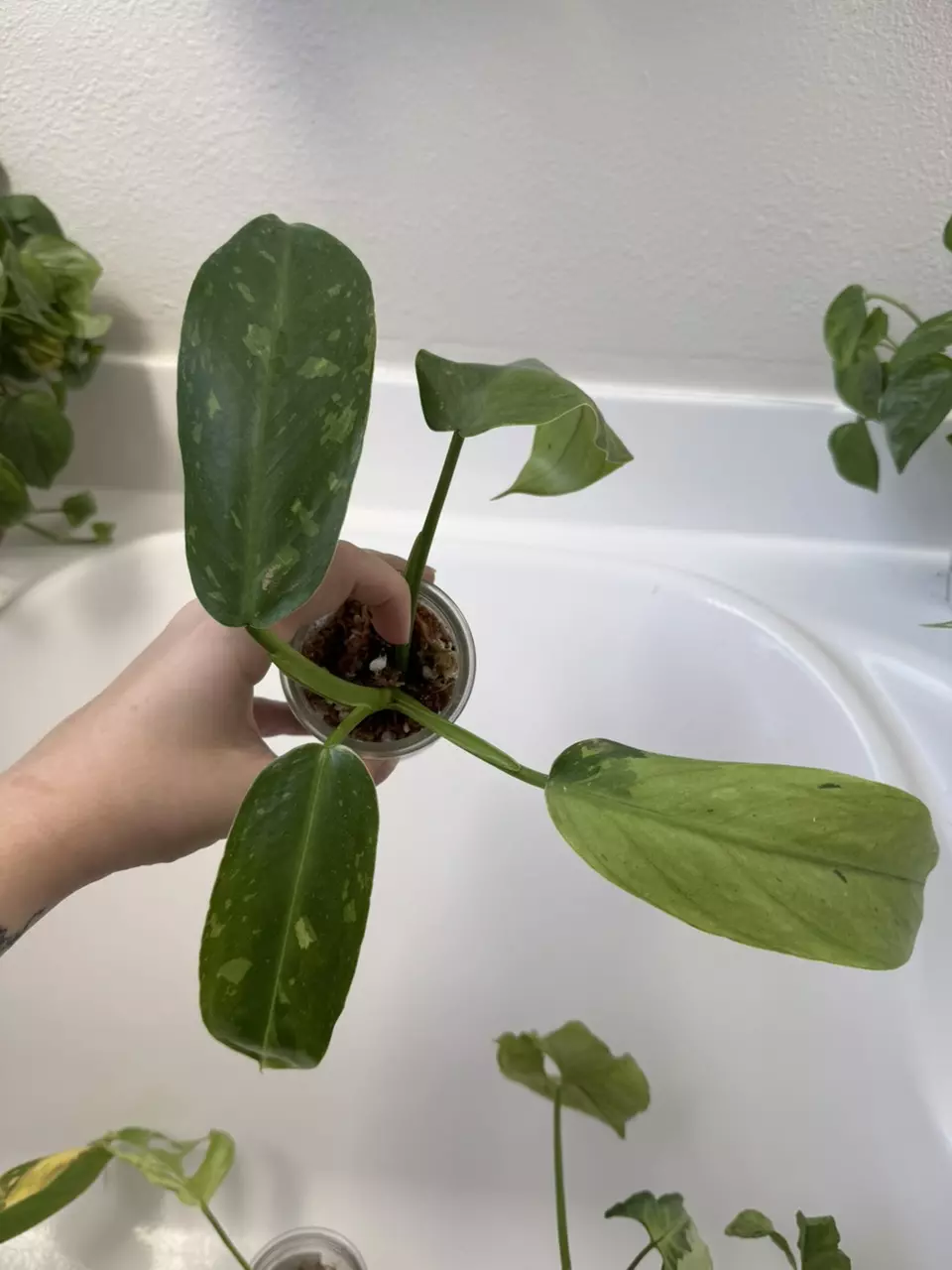 Philodendron Jose Buono thumbnail