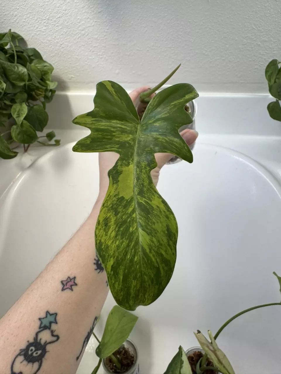 Philodendron Florida x Mayoi thumbnail