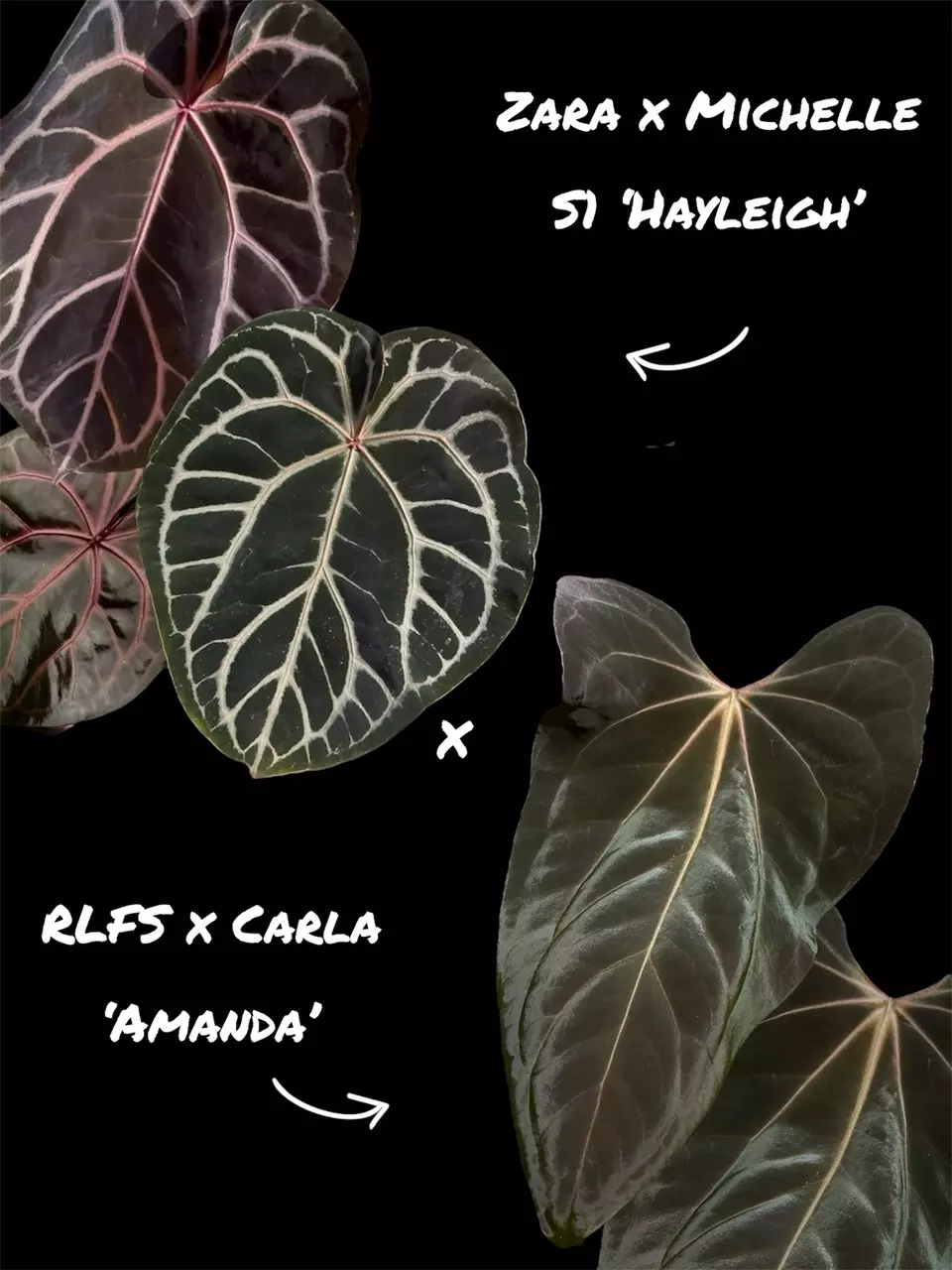 1-leaf seedlings x2 Hayleigh x (RLFS x Carla) thumbnail