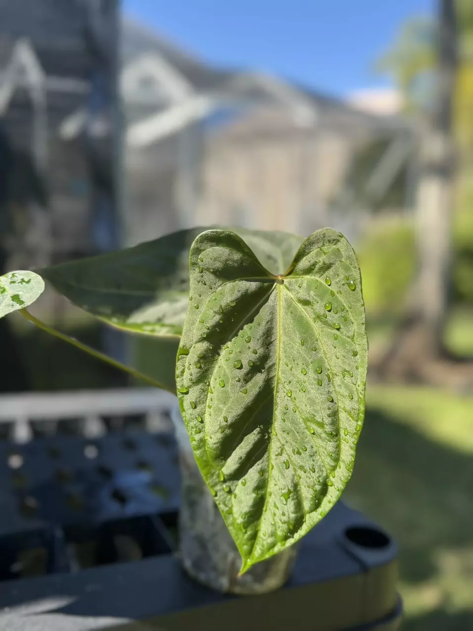 Pap Red Vein x Port thumbnail