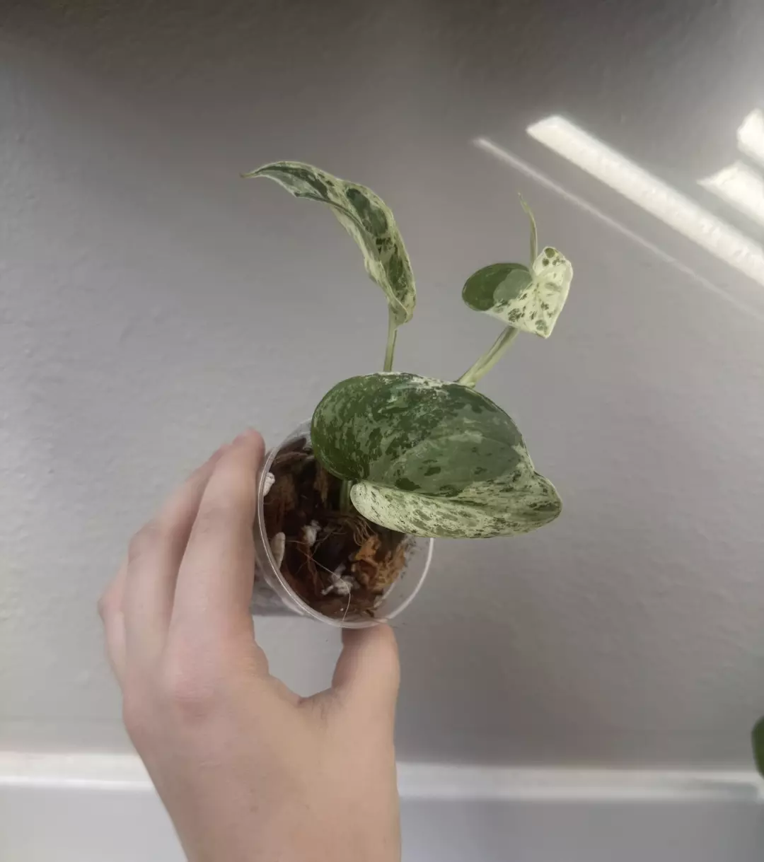 Scindapsus 'Crème Brûlée' thumbnail