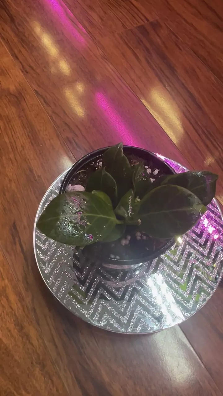 Hoya Obscura Marginata thumbnail