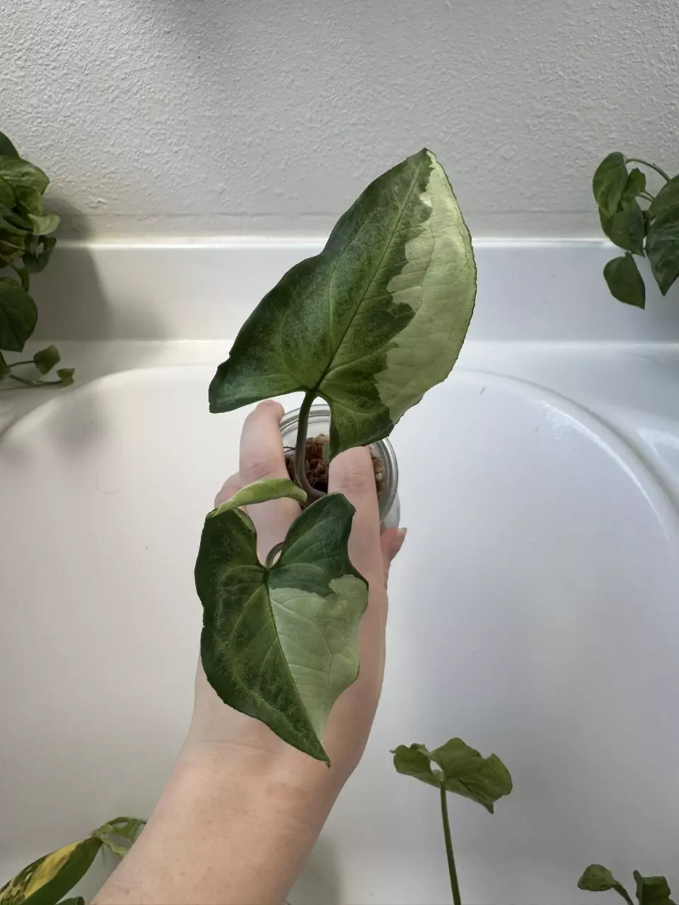 Syngonium ‘Three Kings’ thumbnail