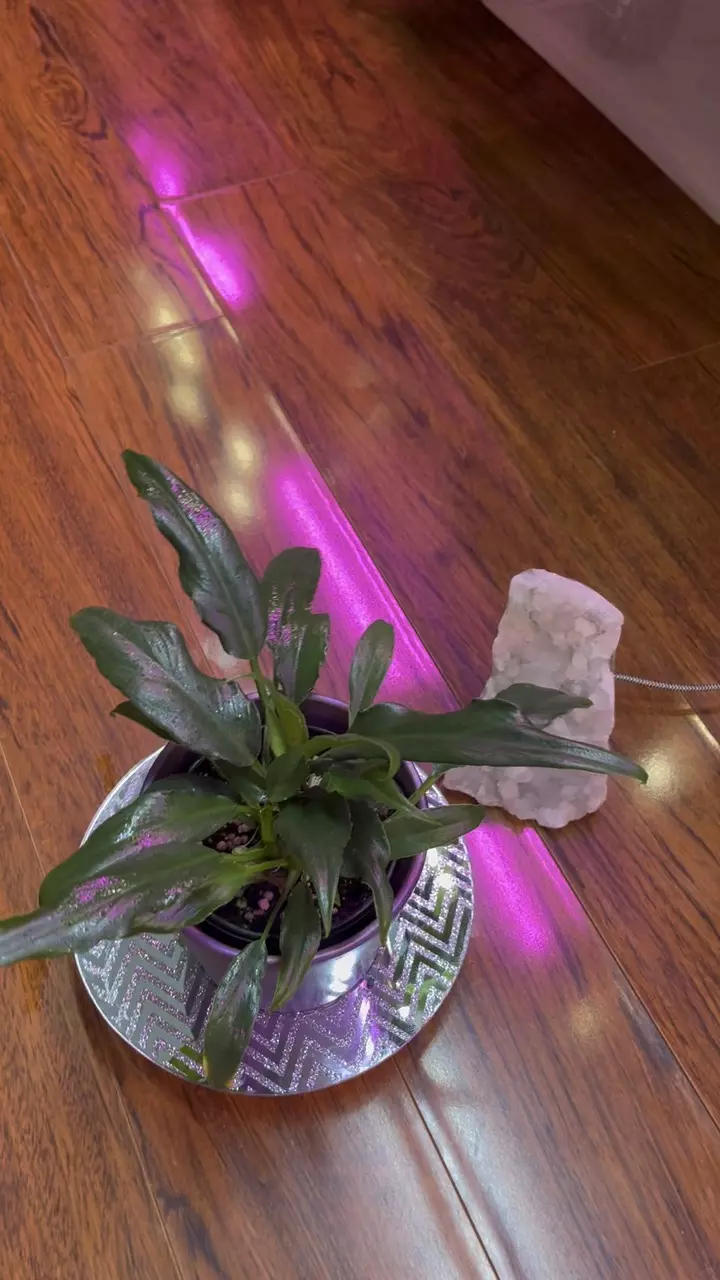 Philodendron Heather May thumbnail