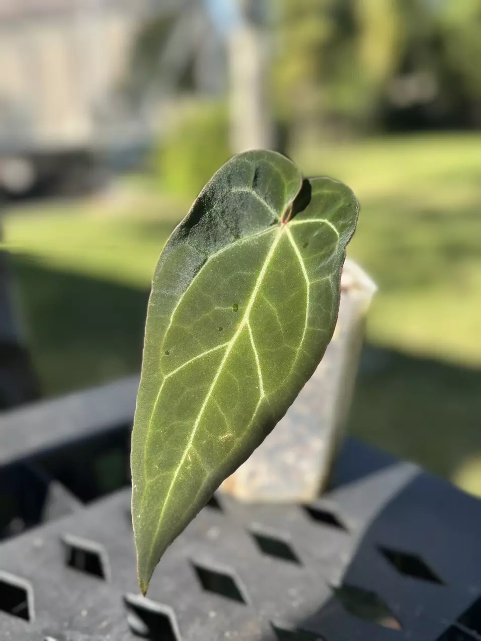 Tim Anderson Dark Mag X (Greige/Red Crystal) thumbnail