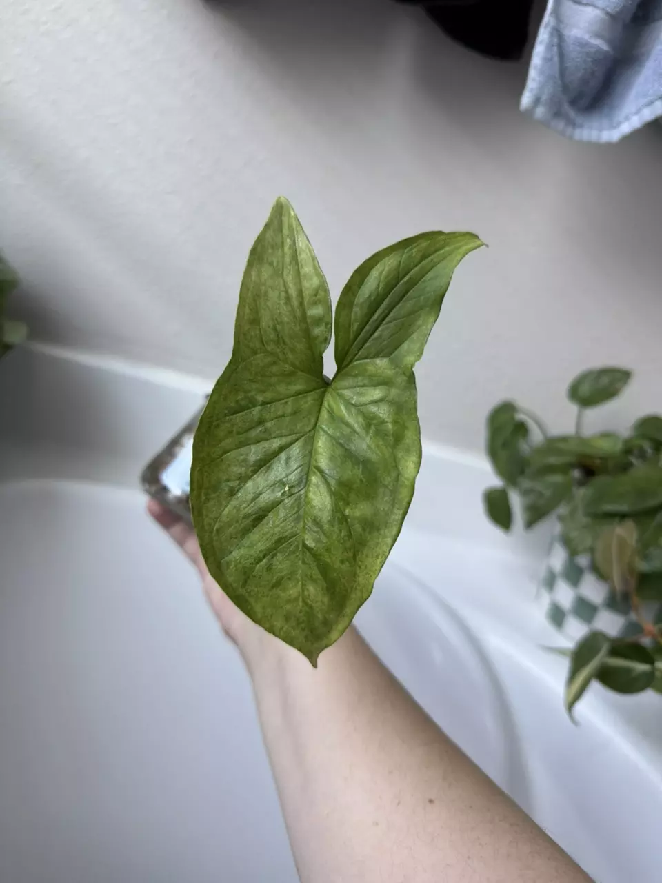 Syngonium Mojito thumbnail