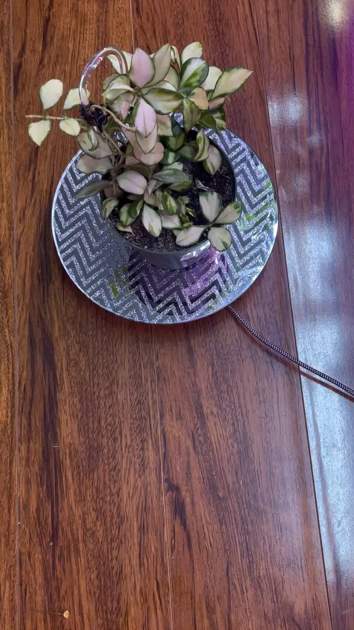 Hoya variegated heuschkeliana thumbnail