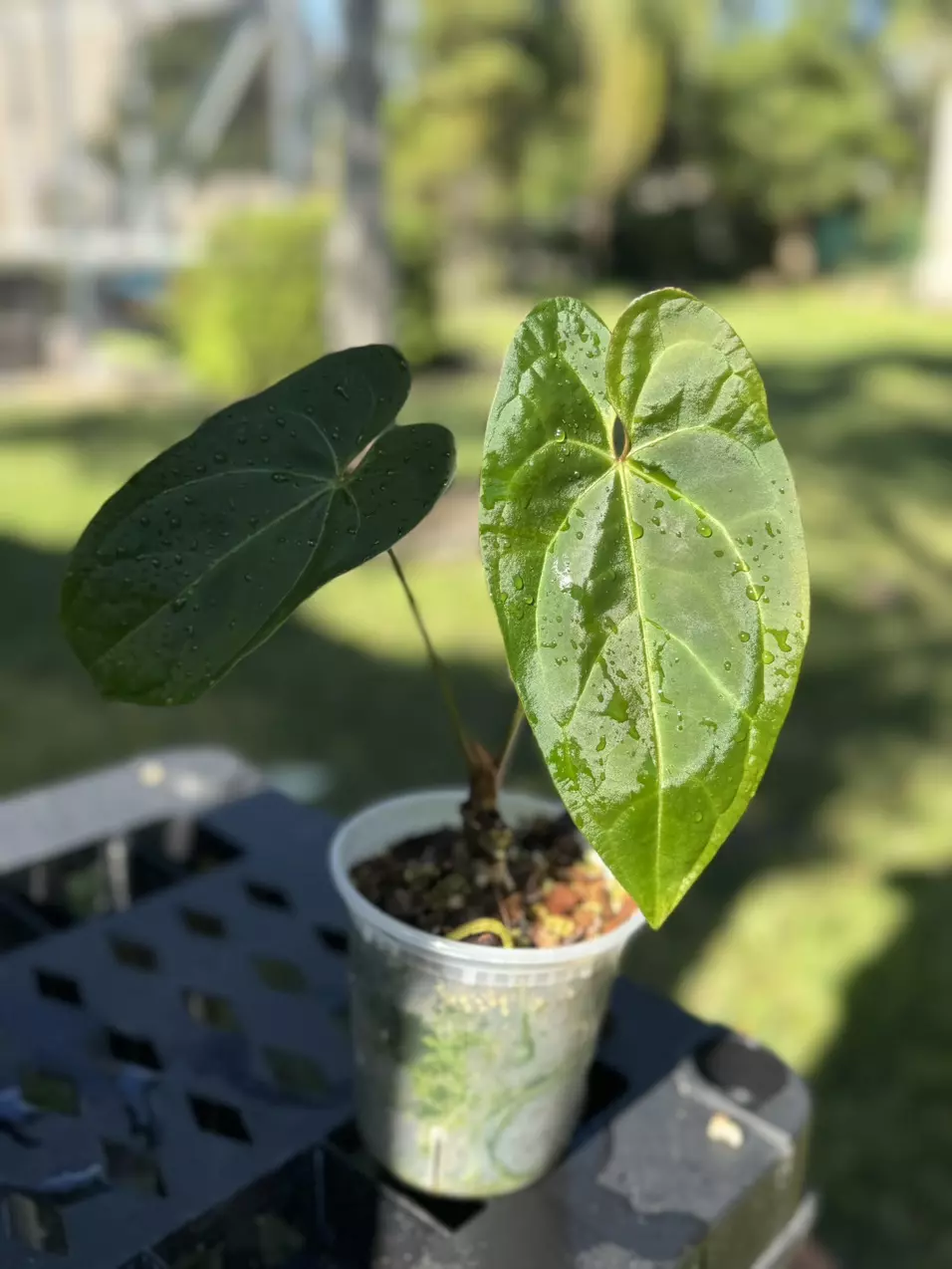 Red Crystal x KOS thumbnail