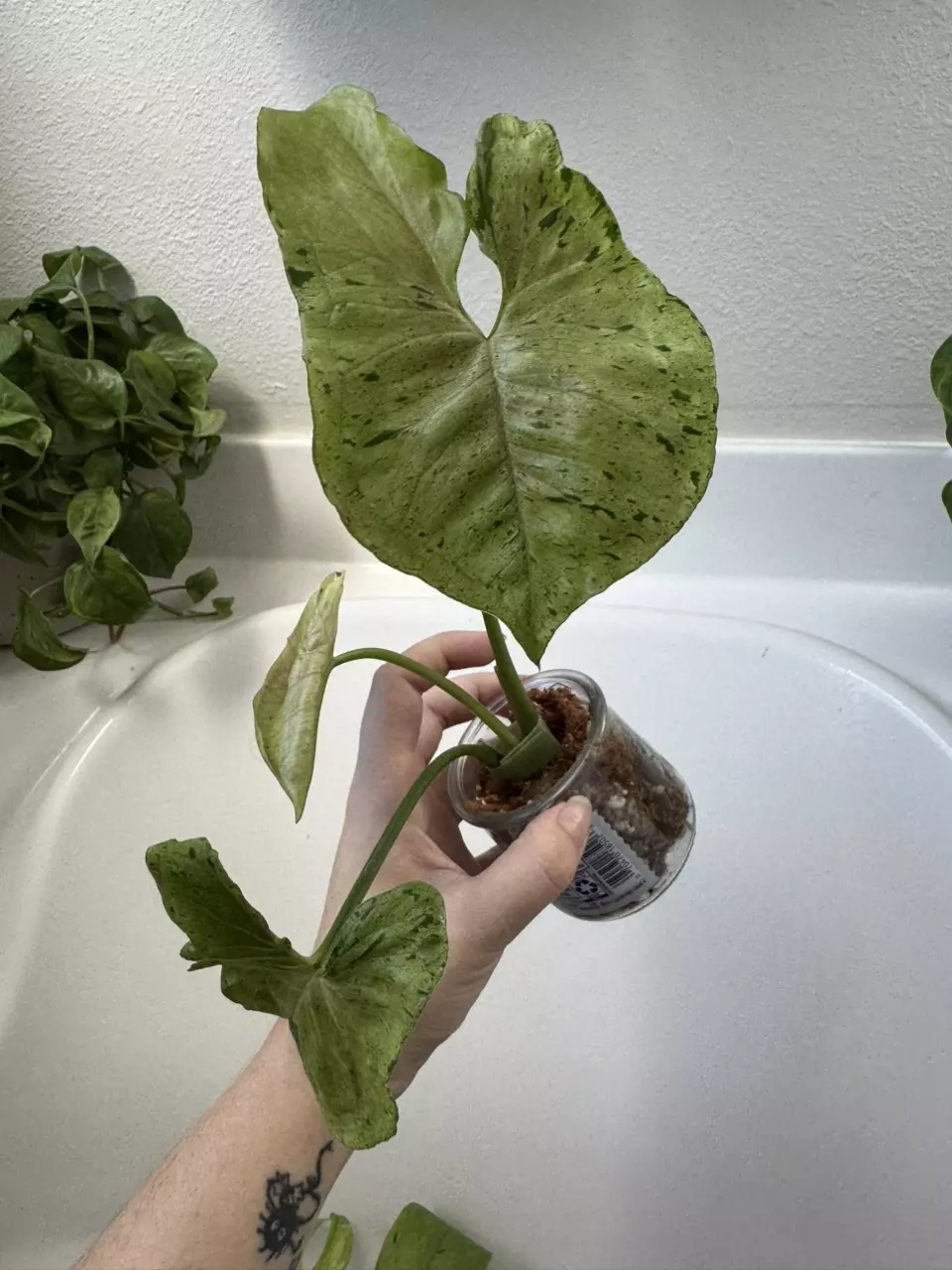 Syngonium Green Splash/Grey Ghost thumbnail