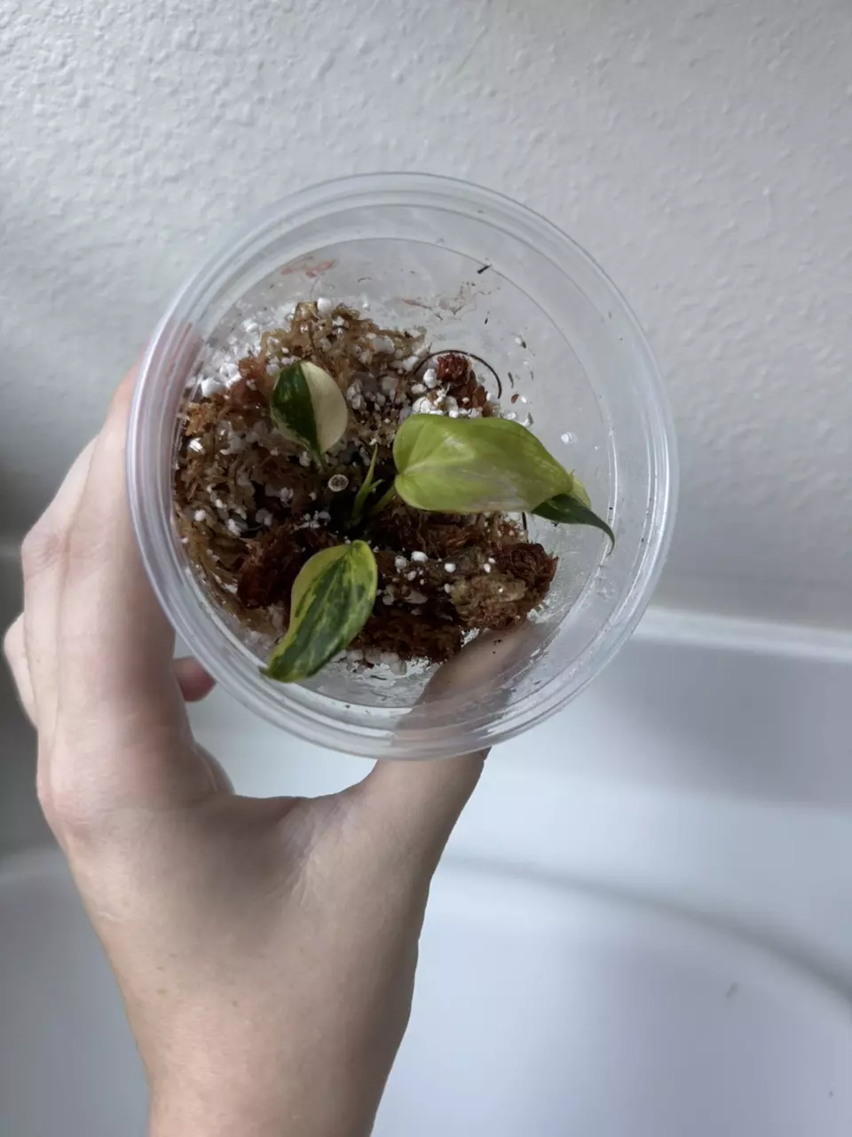 Variegated Philodendron Micans thumbnail