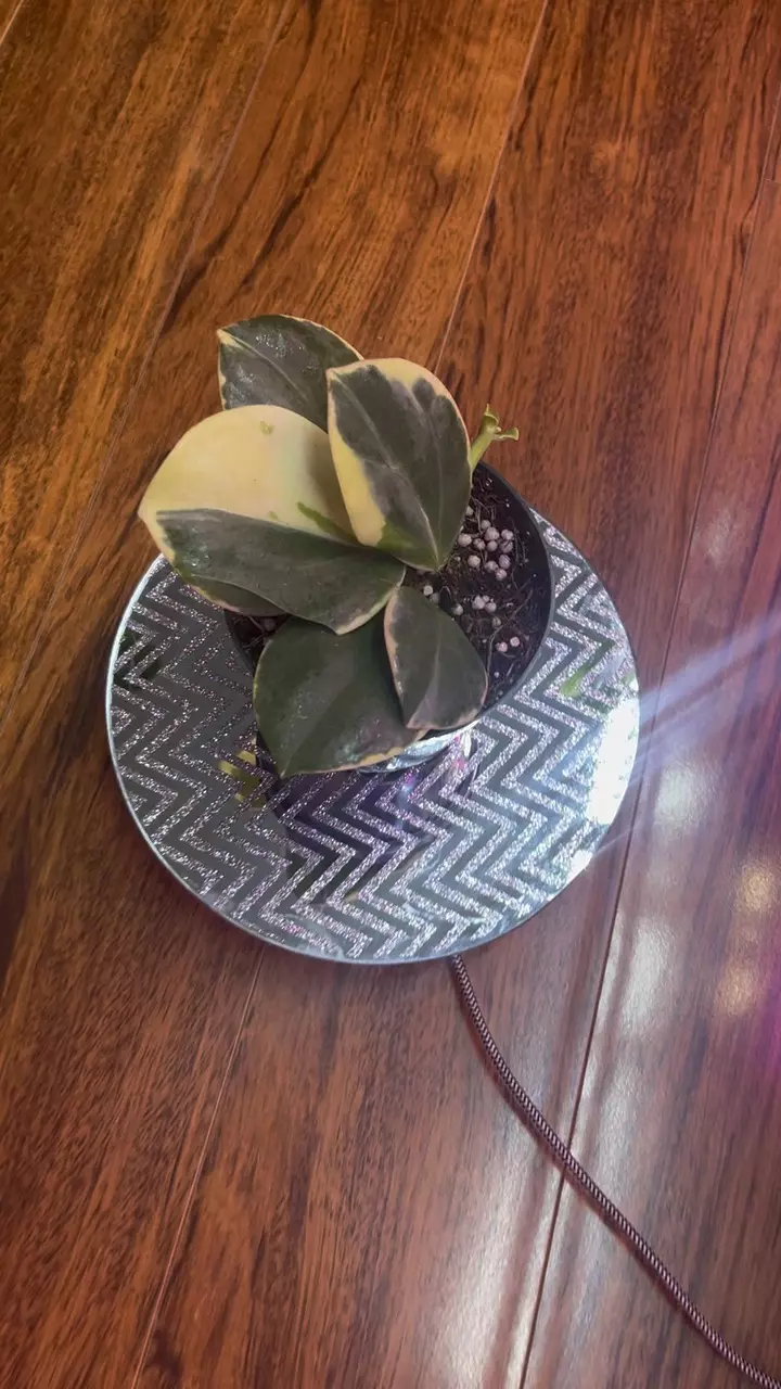 Hoya Variegated Pachaclada thumbnail