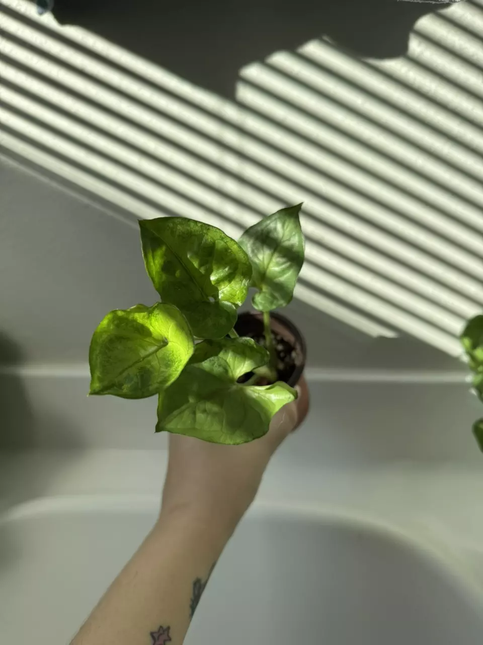 Syngonium Bob Allusion thumbnail