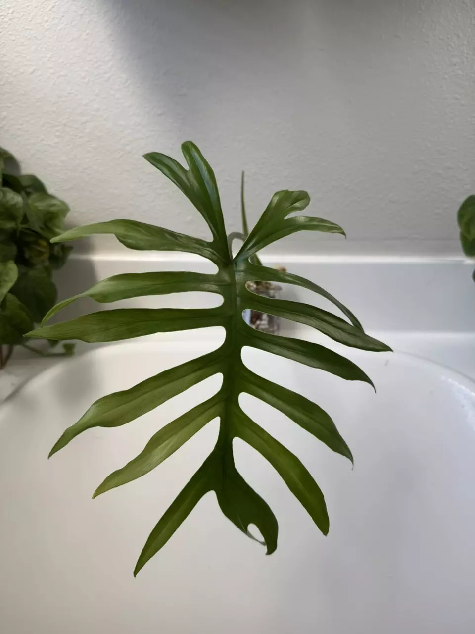 Philodendron Mayoi thumbnail
