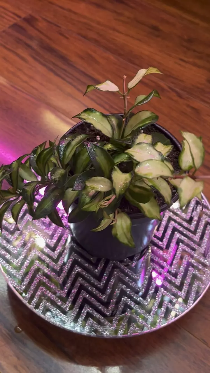 Hoya Lacunosa Bruno thumbnail