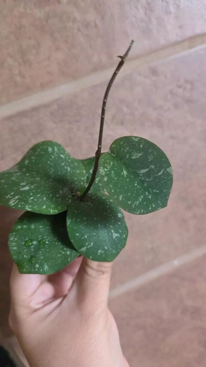 WRX103-101 (WRX46-11 x Imbricata) Rooted thumbnail