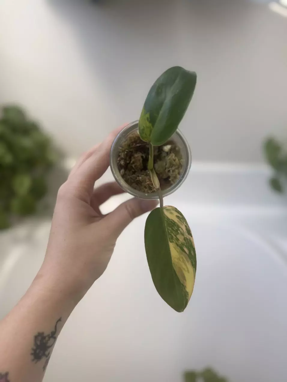 Philodendron Emerald Queen Variegated thumbnail