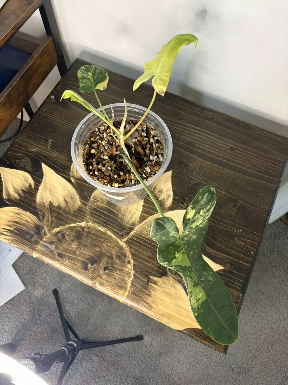 Florida X Billie thumbnail