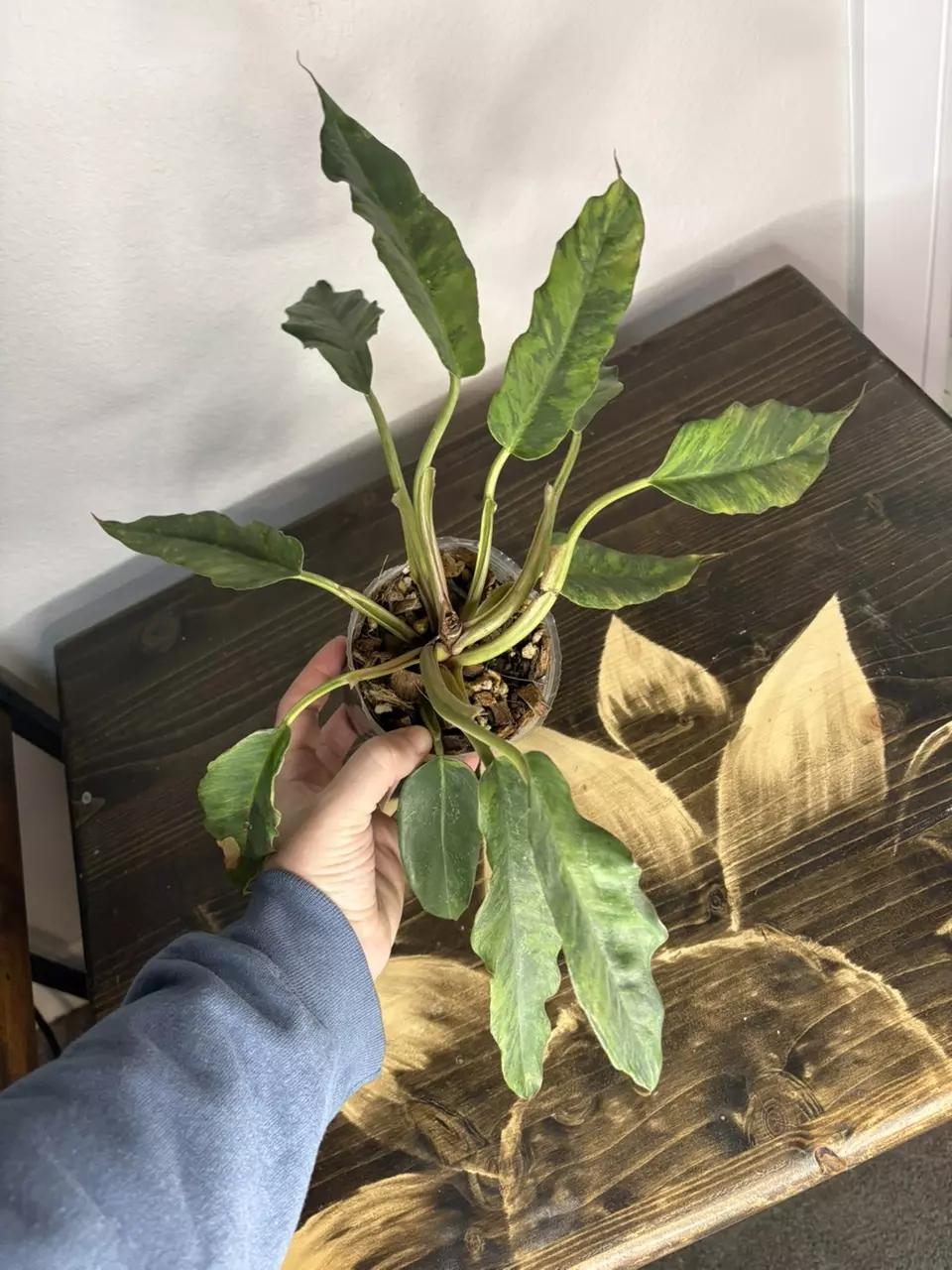 Caramel Fire Tiger thumbnail