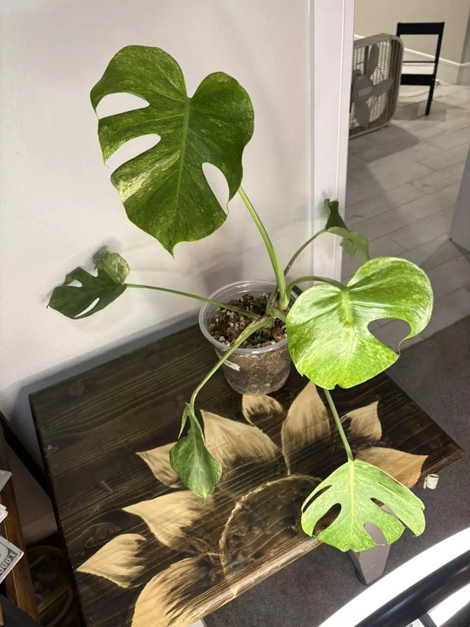 Monstera Platinum thumbnail