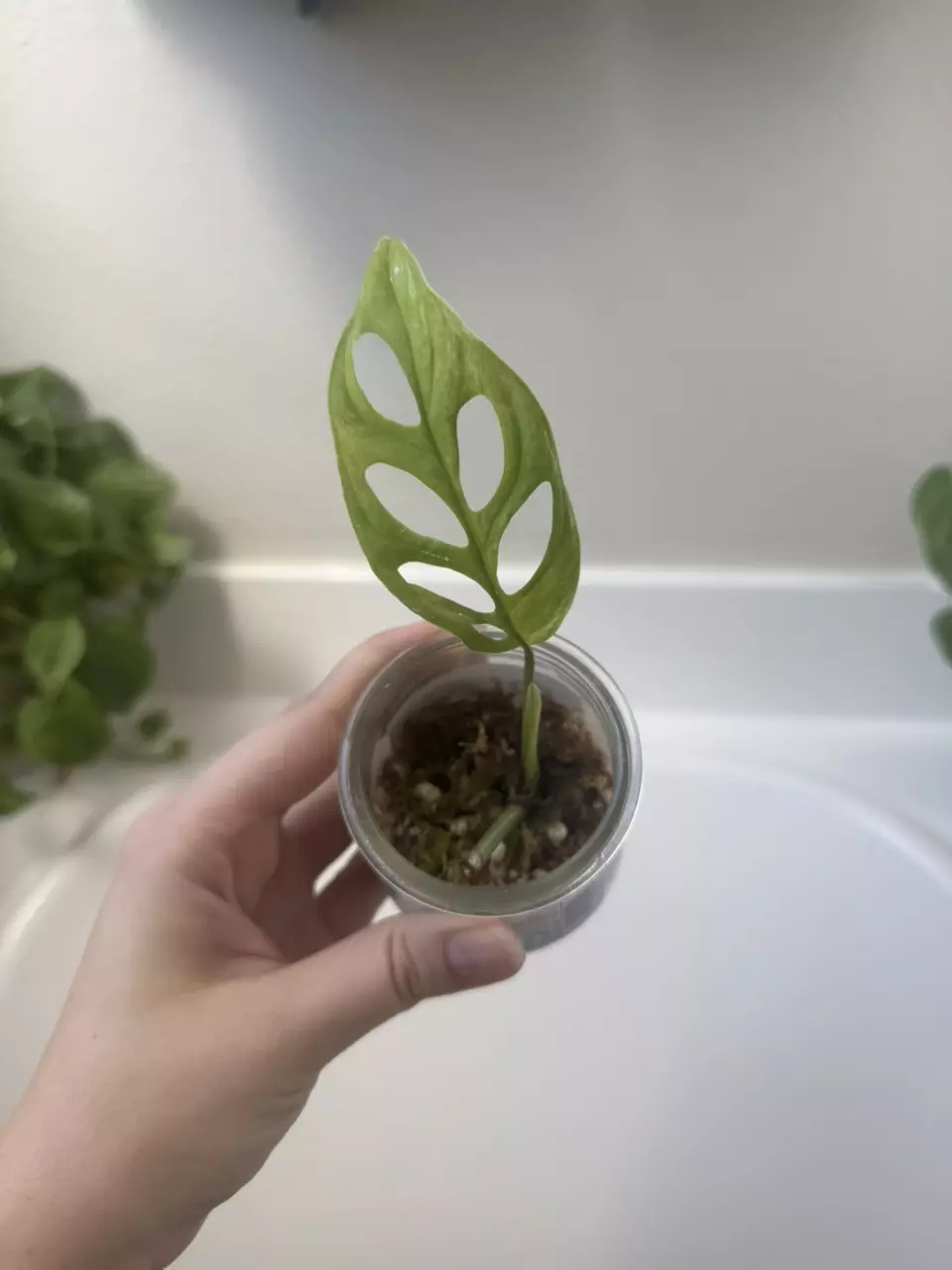 Adansonii Indonesian Mint thumbnail