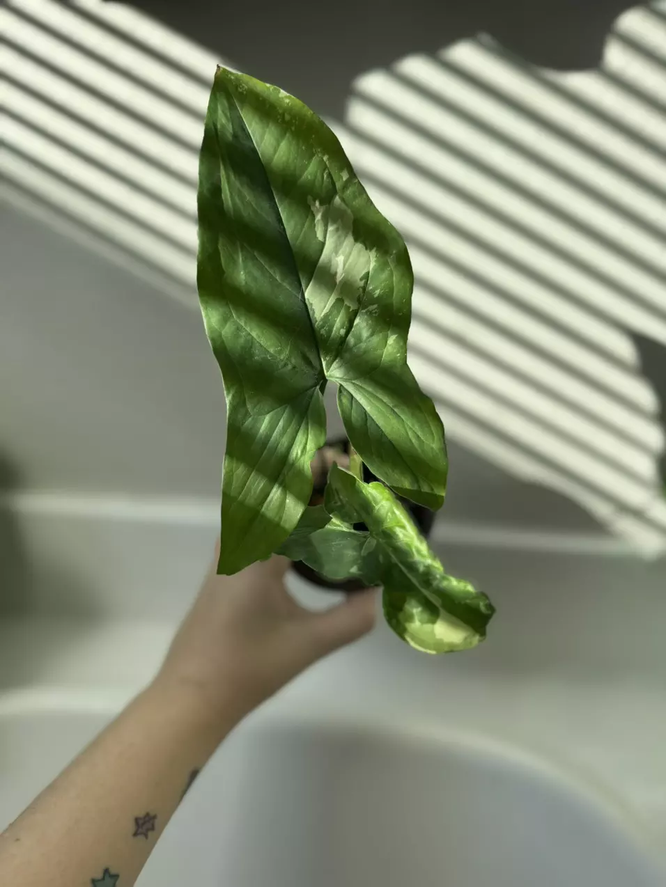 Syngonium Albo thumbnail